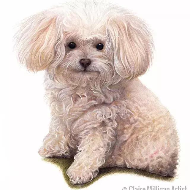 彩铅如何画得非常细腻,彩铅画的很好看零基础