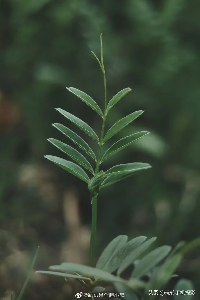 小米手机拍不了横屏照片,小米手机拍不出原有颜色