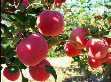 清华学霸讲数学全集,清华学生理综300分