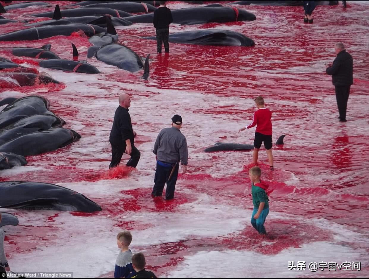 日本不爱吃鲸鱼，为何却将捕杀鲸鱼作为传统文化？