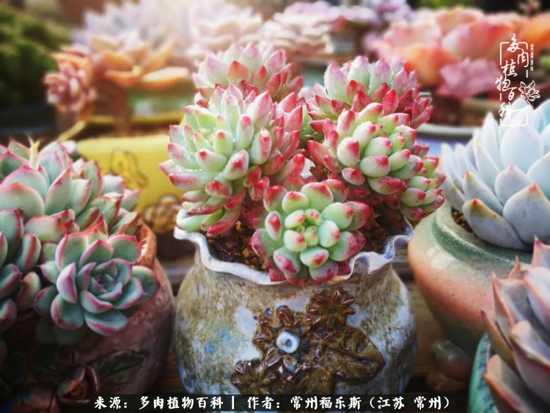 多肉是一处景物吗,多肉也有一道靓丽的风景
