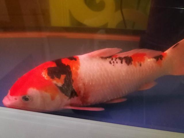 观赏鱼身上有水珠气泡是怎么回事,鱼缸间断打氧