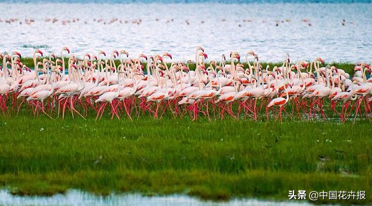 从小就觉得面包树上结的是“面包”？你只差一个亲眼看看的机会