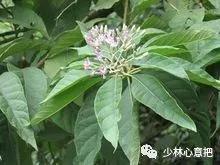 动物中药功效大全,中药药材大全及功效