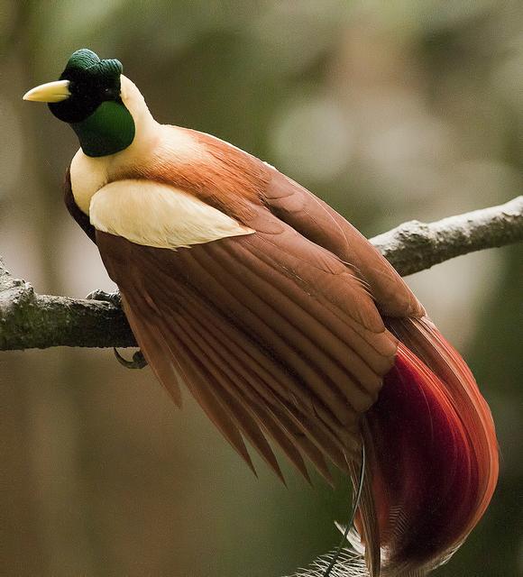 世界所有国家国鸟,世界各国国鸟大全