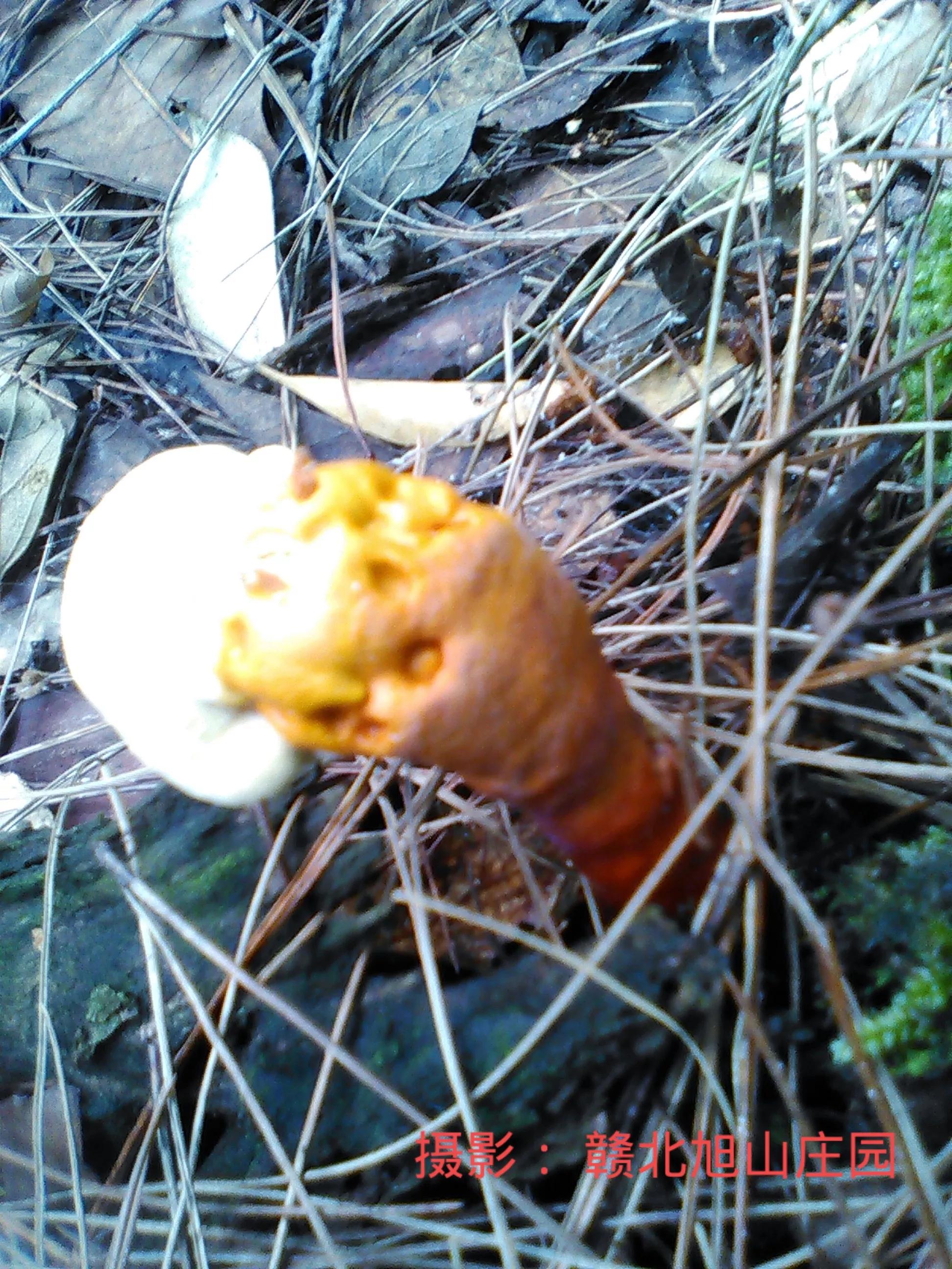 江西省赣北旭山庄园,灵芝旭山庄园