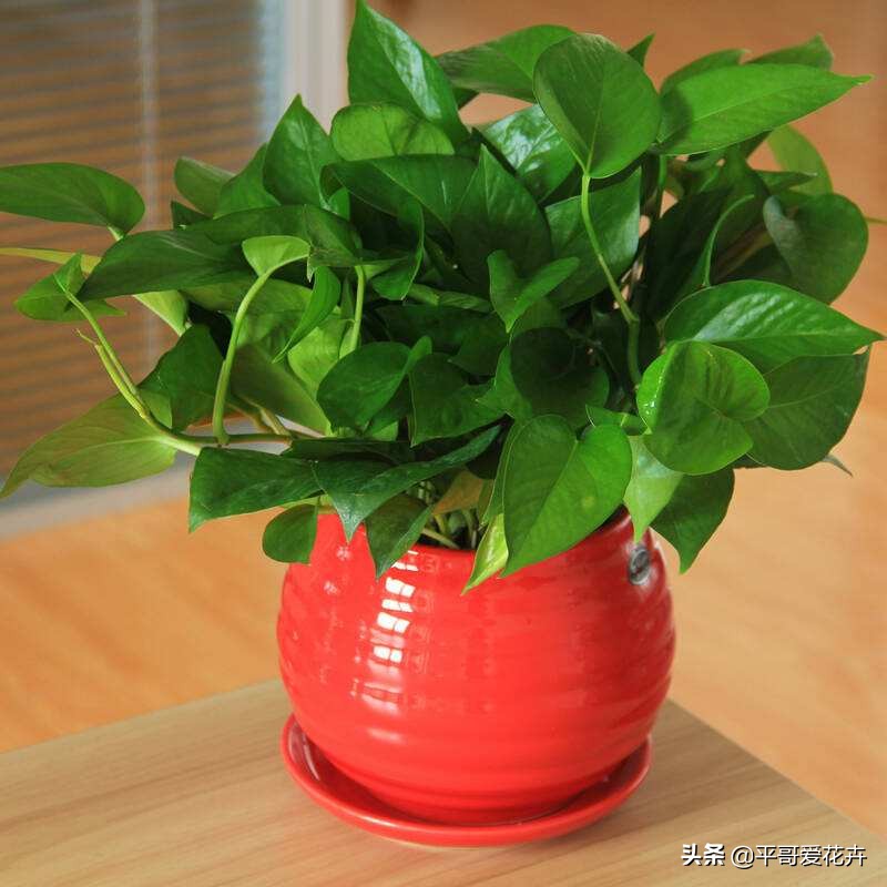 绿萝黄叶怎么办用什么方法补救,绿萝黄叶怎么办什么原因