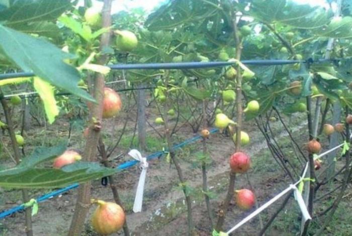 做农业种植怎么才能赚钱,农作物怎么种植赚钱