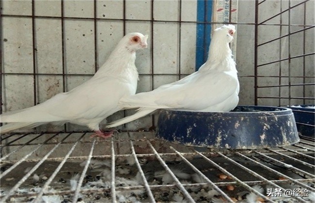 鸽子养殖技术学校,鸽子养殖技术下载