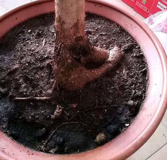 刚买的桂花叶子枯萎怎么挽救,如何挽救落叶的桂花