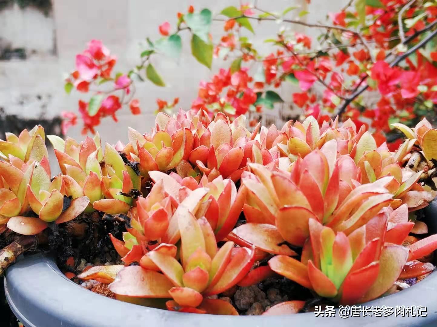 春天连续下雨露养的多肉怎么办,春天阴雨天气多肉要遮雨吗