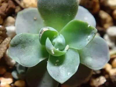 多肉长高了怎么修剪,如何防止多肉长高