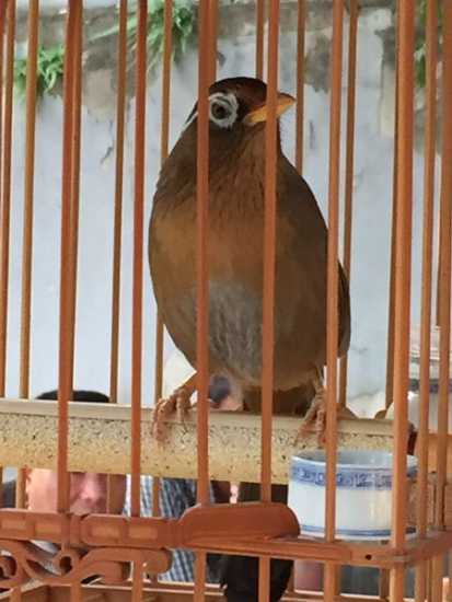 画眉鸟中的斗鸟具有什么样的特征,画眉鸟的脚型及图片
