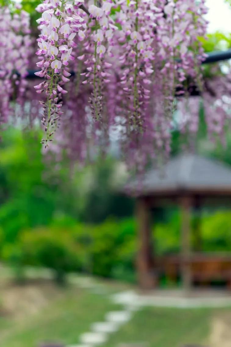 网红古树紫藤花,网红紫藤花
