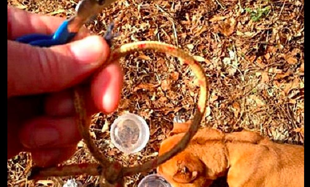 狗狗被马蜂蛰了不良反应呕吐,狗狗下巴被蝎子蛰肿