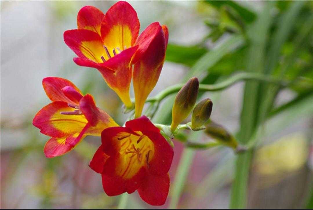 植物百科依兰花,香雪兰种植方法