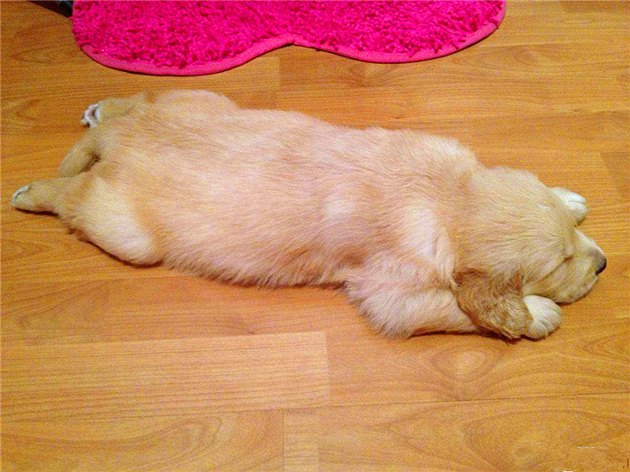 狗狗喂得过饱有什么坏处,辟谣狗狗不能吃盐会有泪痕