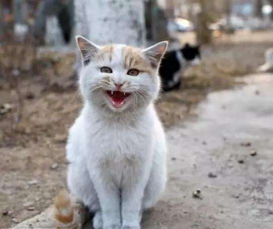 流浪猫怎么养才能不得传染病,流浪猫怎样养不会给自己传染病