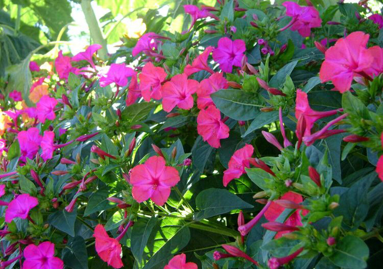 紫茉莉花种子怎么长出来,紫茉莉花的观赏特性