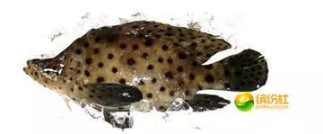 舟山海鲜代加工攻略,最全舟山海鲜攻略