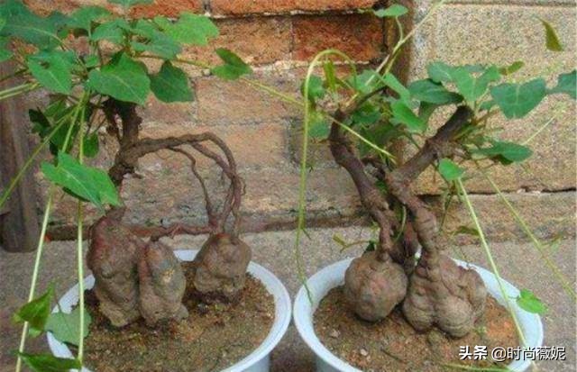 中国十大中药盆景,什么中药盆景越养越值钱