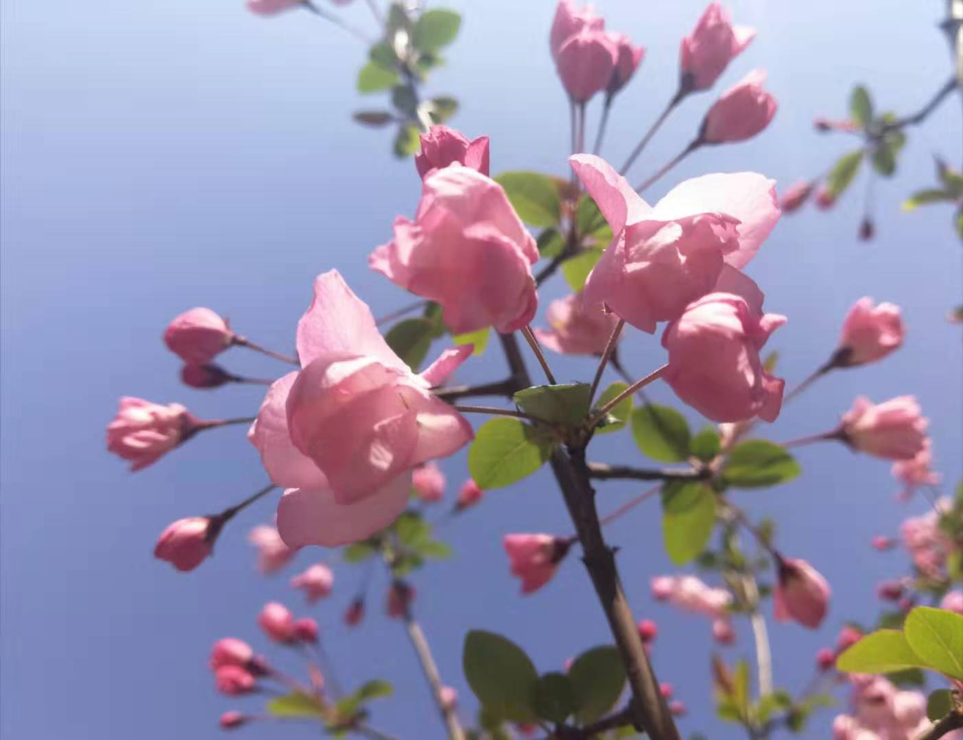 “*疆新**棉花”被人惦记上了，我们为什么还在惦记着“洋品牌”？