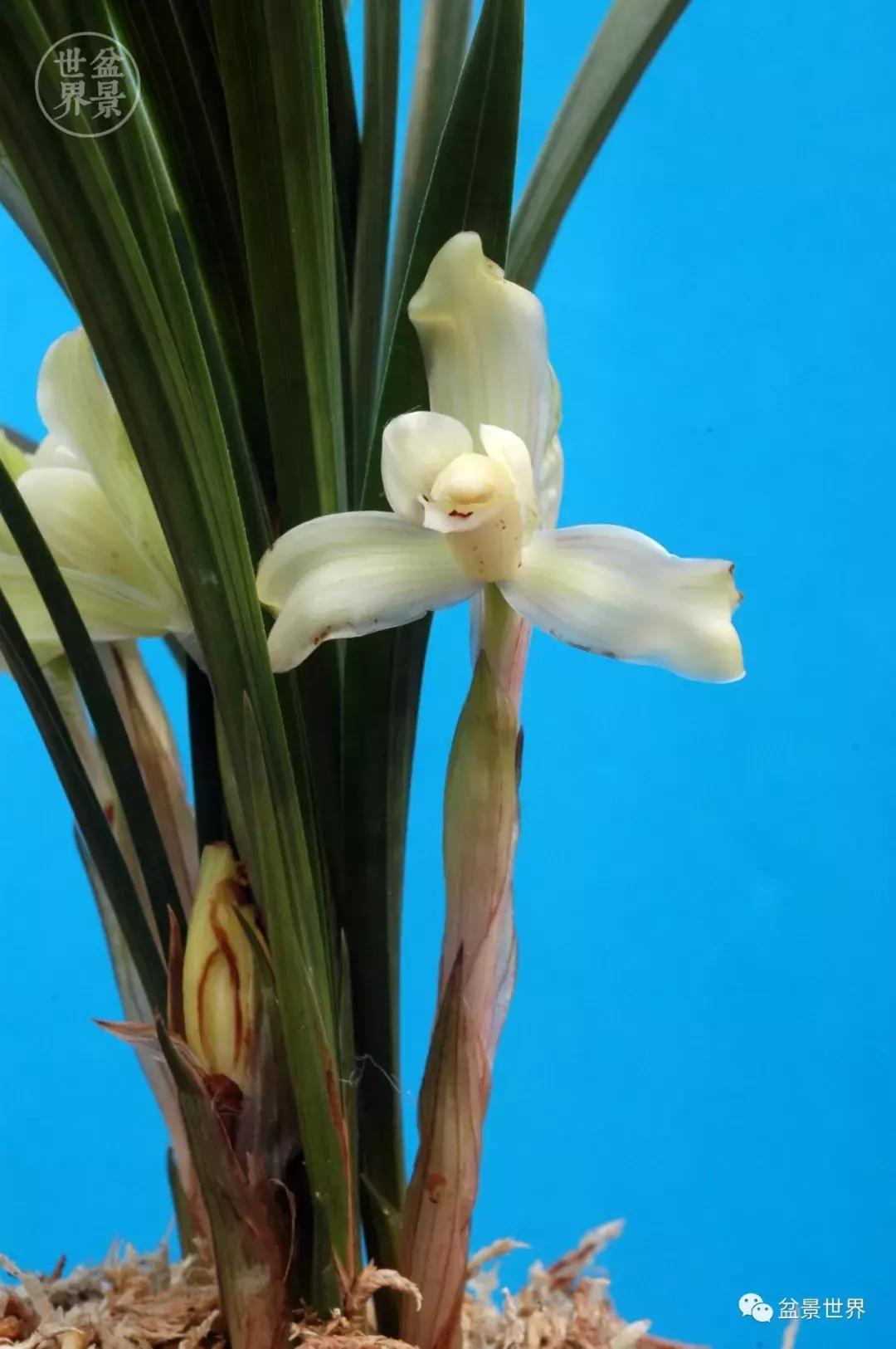 孔子家语芝兰生于深林全文拼音,芝兰生于深林不以无人而不芳翻译