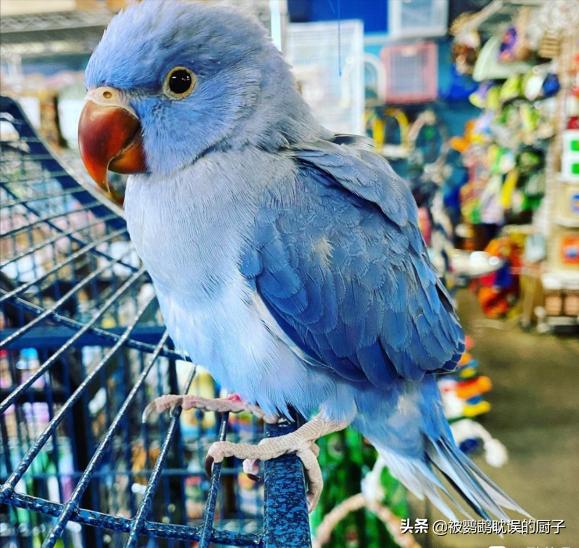 欧美最普遍的宠物鹦鹉品种,外国宠物店有什么鹦鹉品种