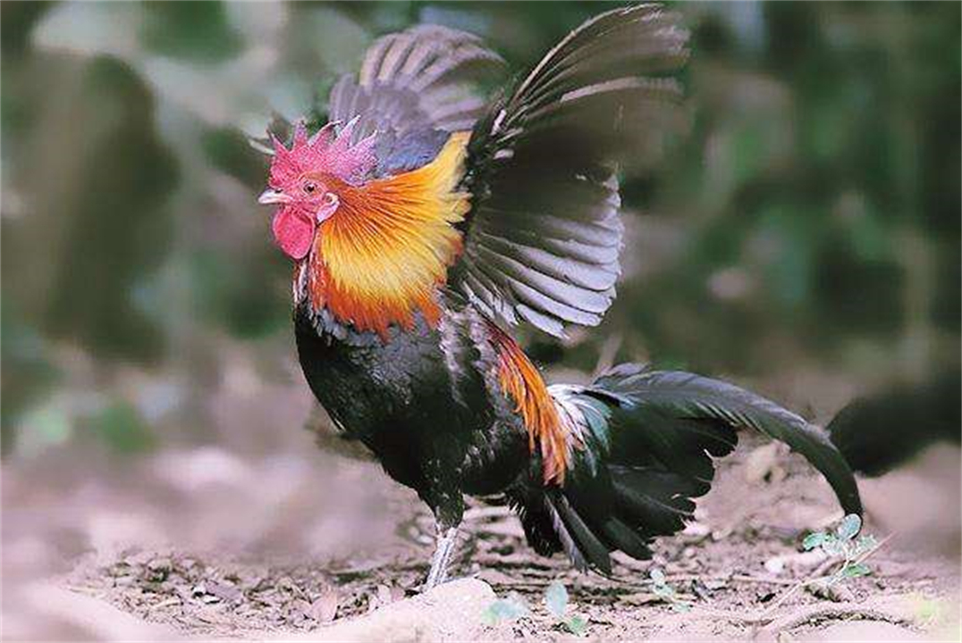 大公鸡吃完蜈蚣变得很凶,大公鸡经常吃蜈蚣会有什么变化