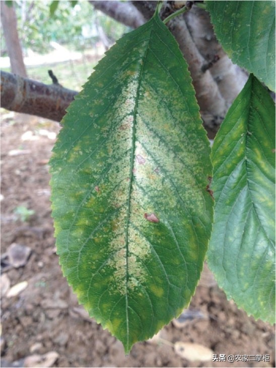设施甜樱桃花期管理,樱桃种植技术及病虫害防治