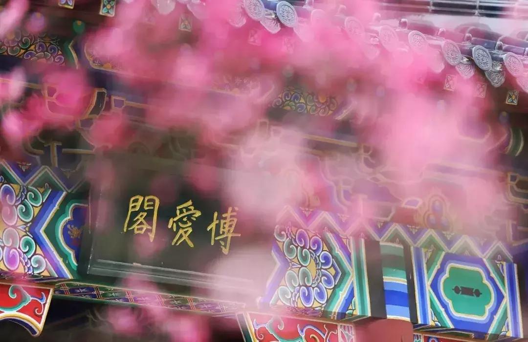 闻香寻梅最新图片,闻香寻梅最新视频