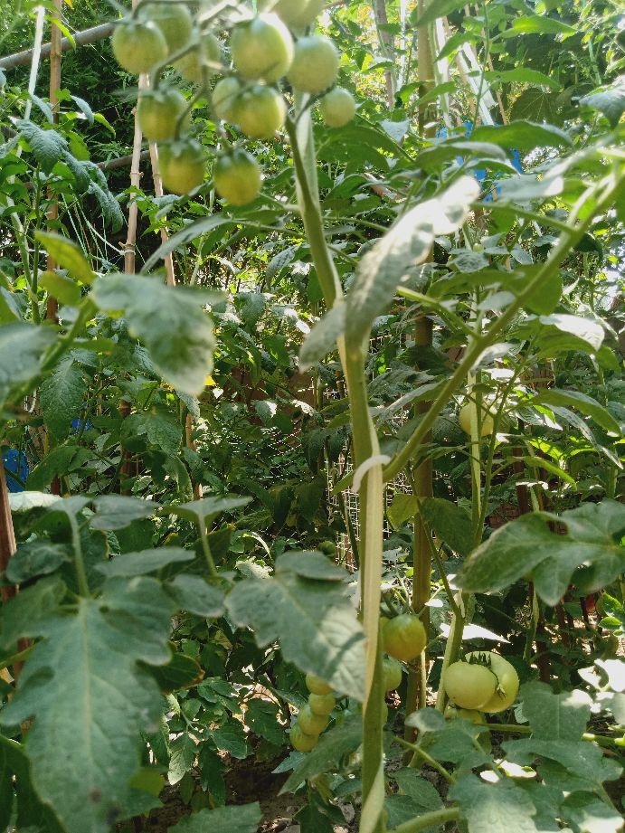 樱桃番茄最好的颜色,樱桃番茄挑选