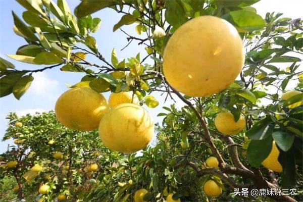 花量过大,橙果开花后如何管理