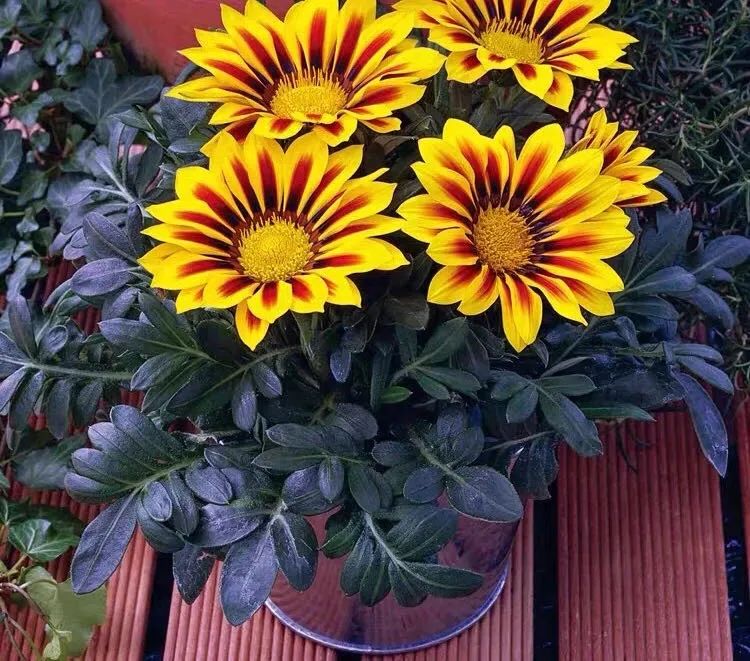 5种花超好养漂亮上档次,这5种花适合春天养