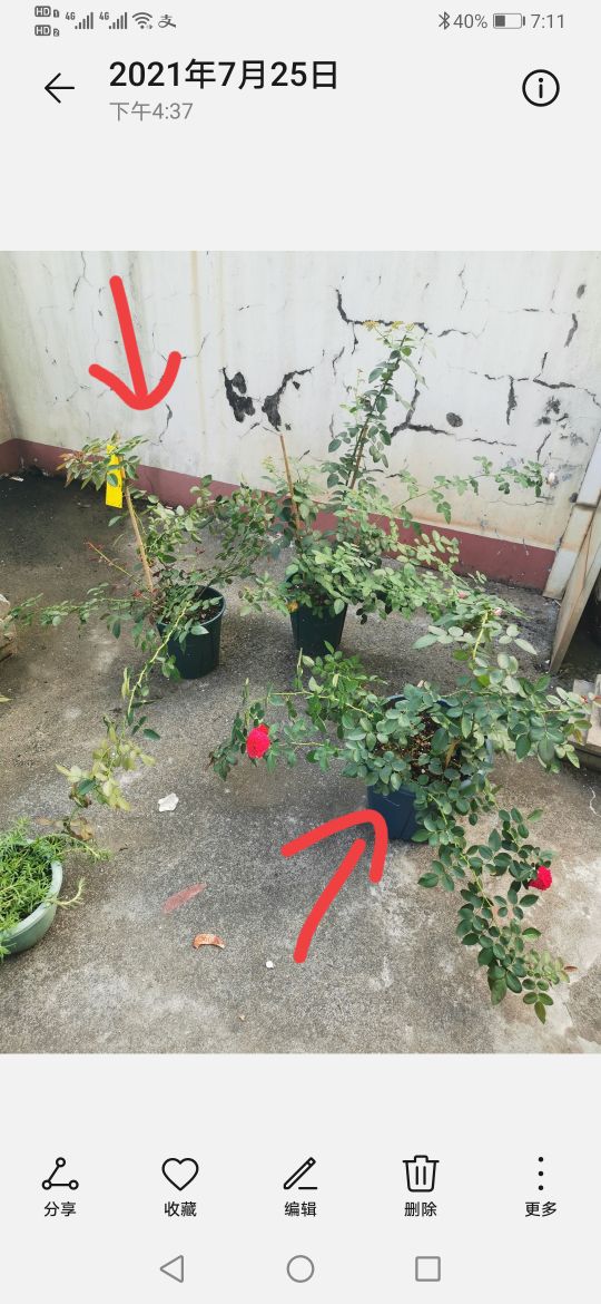 优秀月季品种推荐,正宗佛罗伦蒂娜月季