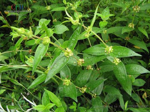 名字叫“糯米团”的是一种什么样的植物？