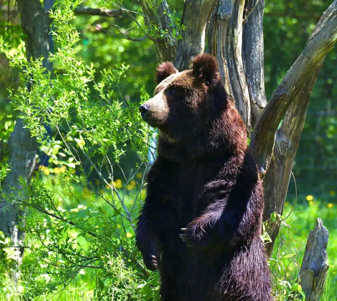 林业生态旅游科普,林草科普