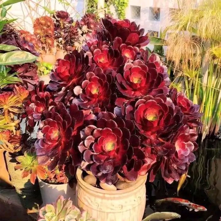 这“38种花”，当你开始收集品种时，你已入坑颇深