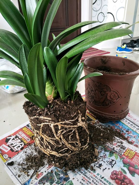 花卉烂根怎么浇水最好,花卉烂根可以救活吗