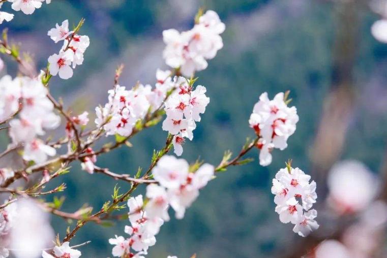 王安石写梅花的诗大全,王安石的北陂杏花表现了什么形象