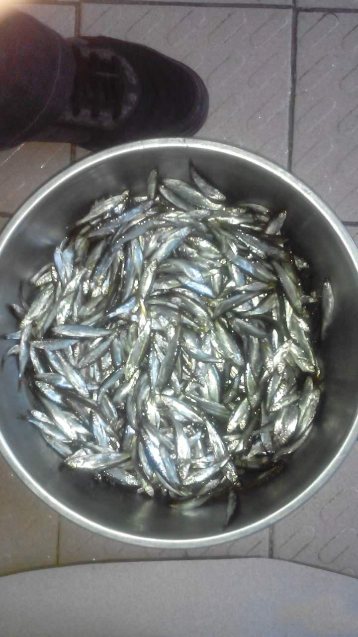 冬季野钓小白条太多,冬天大风大浪野钓白条技巧