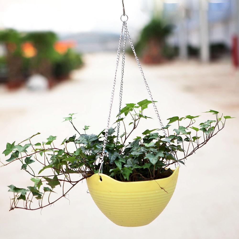 四季常青观叶树,四季常青常春藤怎么养护