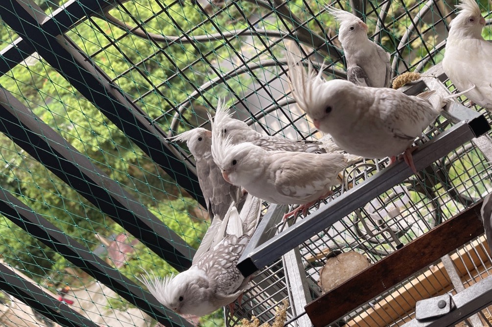 玄凤鹦鹉刚出生怎么辨别品种,玄凤鹦鹉有多少个品种