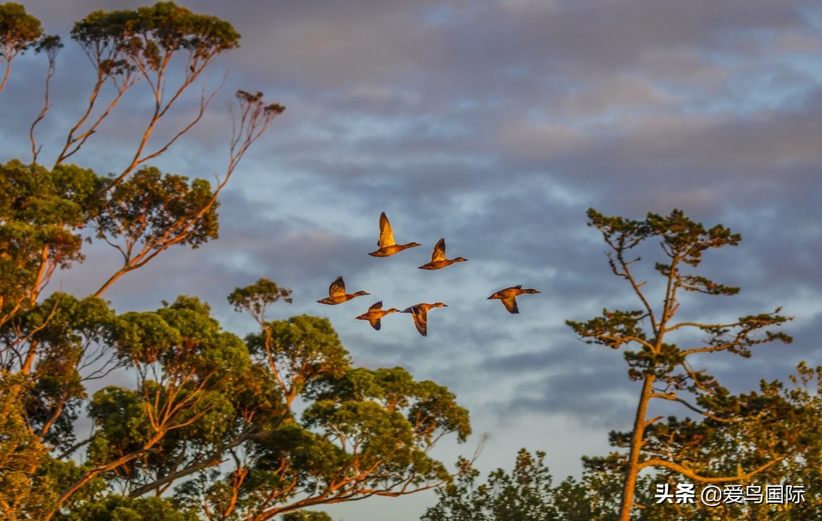 观鸟大年,观鸟大年免费