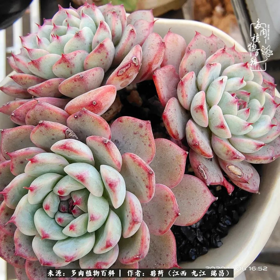 养了五年的多肉看到岁月的痕迹,经过一年春夏秋冬的轮回