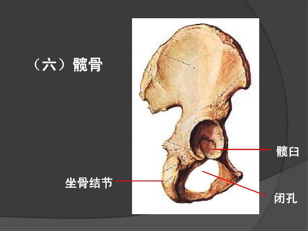 坐骨疝，主要的检查方法有白细胞计数，以及X线检查，B超等方法