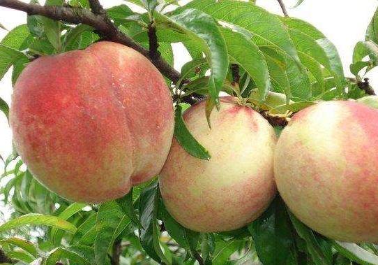 福建桃子品种大全,北方优良品种桃子介绍