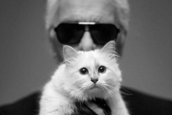 一起来了解暹罗猫,为什么都喜欢暹罗猫