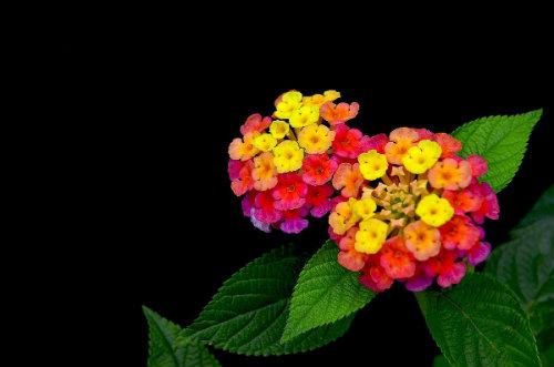 讲解中医食药知识的视频,食药知识宣讲