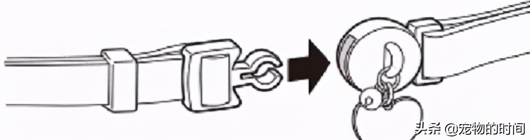 猫跑丢了怎么办猫会自己回来吗,农村猫丢了找猫的窍门